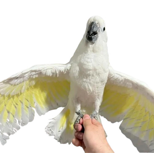 Cockatoo