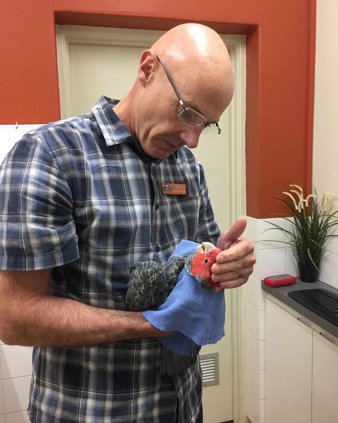 Veterinary Care for Cockatoos