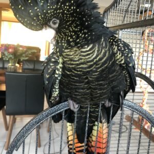 Major Mitchells Cockatoo Parrots for Sale