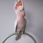 Galah Cockatoo Birds for Sale Online