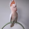 Galah Cockatoo Birds for Sale Online
