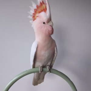 Galah Cockatoo Birds for Sale Online