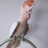 Buy Galah cockatoo bird Online