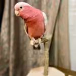 Tanimbar Corella Cockatoo Parrots for Sale