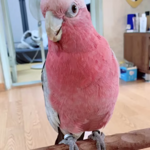Find local galah cockatoo for sale