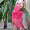 Buy Pink cockatoo bird Online