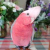 Buy Pink cockatoo bird Online