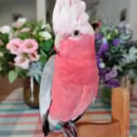 Glossy Black Cockatoo Parrots for Sale