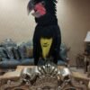 male cockatoo parrots for sale