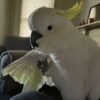 Western Corella Cockatoo parrots for sale