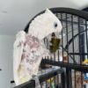 Palm Cockatoo parrots for sale