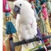 cockatoo baby parrots for sale