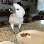 Umbrella Cockatoo parrots for sale