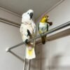 white cockatoo parrot for sale
