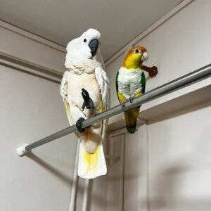 white cockatoo parrot for sale