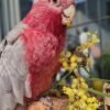 cheap cockatoos parrots for sale near me
