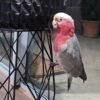 cheap cockatoos parrots for sale near me