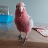 female cockatoo parrots for sale