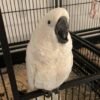 Philippine Cockatoo parrots for sale