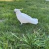 Western Corella Cockatoo Parrots For Sale