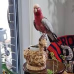 cheap cockatoos parrots for sale near me