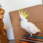 Galah cockatoo parrots for sale