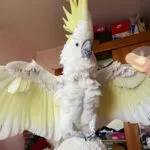 cockatoo birds for sale