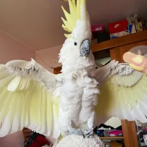 cockatoo birds for sale