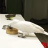 cockatoo parrots for sale usa