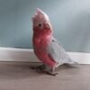 female cockatoo parrots for sale