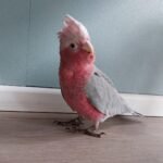 female cockatoo parrots for sale