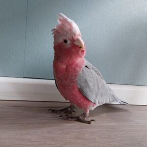 female cockatoo parrots for sale