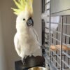 Cockatoo for Sale