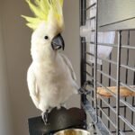 Cockatoo for Sale