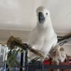 cockatoo parrots for sale near me