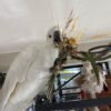 cockatoo parrots for sale near me