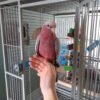 female cockatoo parrots for sale