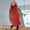 female cockatoo parrots for sale