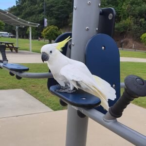 Moluccan Cockatoo parrots for sale