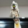 white cockatoo parrot for sale