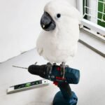 cockatoo baby parrots for sale