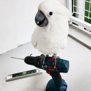 cockatoo baby parrots for sale