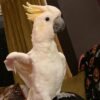 cockatoo parrots for adoption