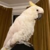 cockatoo parrots for adoption