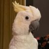 cockatoo parrots for adoption