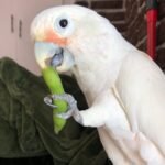 Black Cockatoos parrots for sale