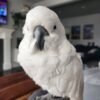 Palm Cockatoo parrots for sale near me