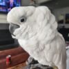 Palm Cockatoo parrots for sale near me