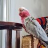 cheap cockatoos parrots for sale near me