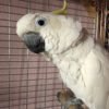 cockatoo birds for sale